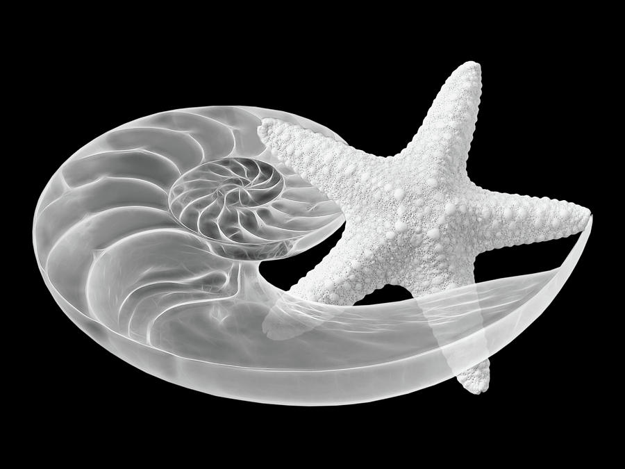 Dance With Me - Nautilus with Starfish in Black and White Photograph by Gill Billington