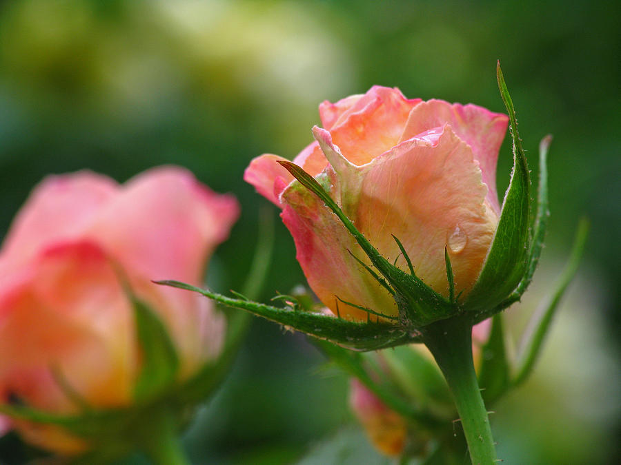 Rose Photograph - Dance Your Bud Off by Juergen Roth