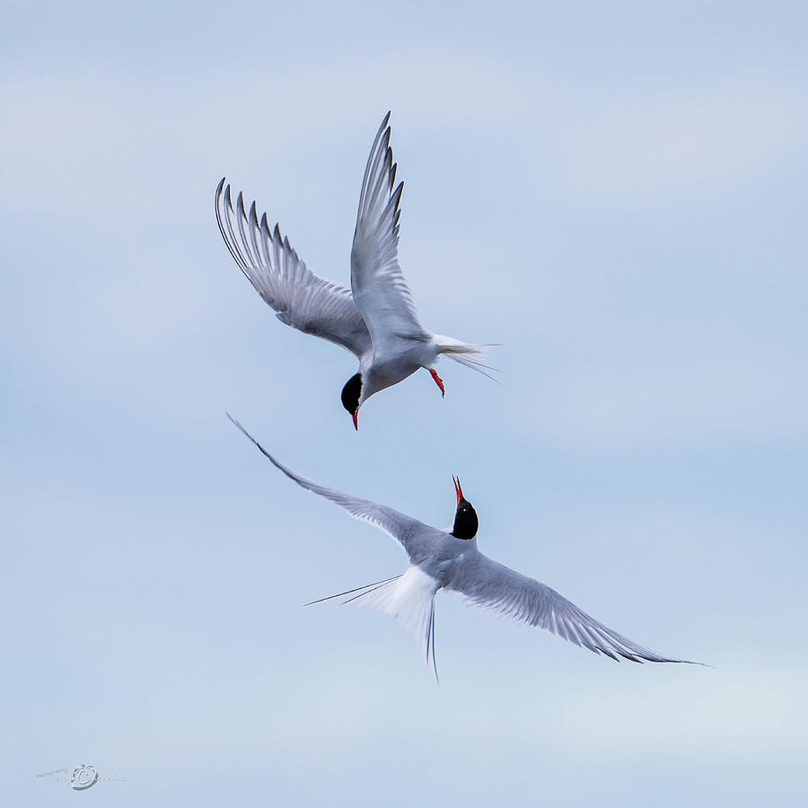 Dancing Arctic Terns Photograph by Torbjorn Swenelius