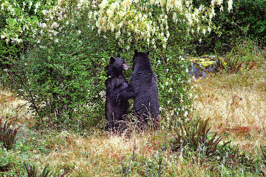 Dancing Bears and a Big Bear Hug Photograph by Peggy Collins