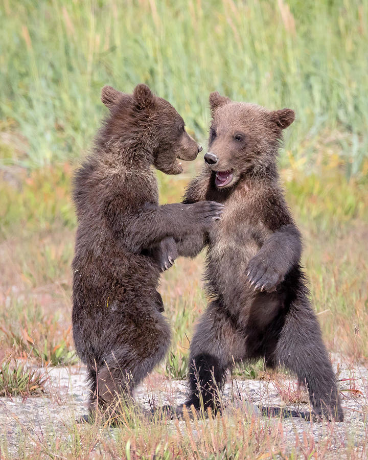 Dancing Bears Photograph by Jack Bell