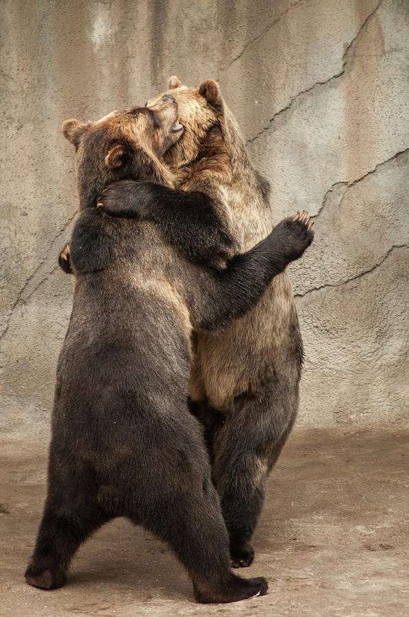 Dancing Bears Photograph by Stewart Helberg