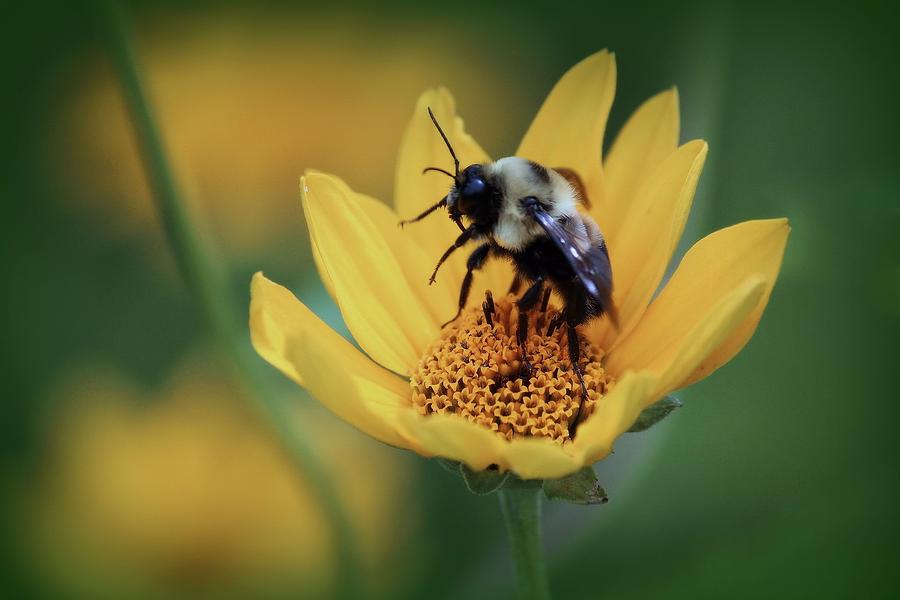 Summer Photograph - Dancing Bee by Rosanne Jordan