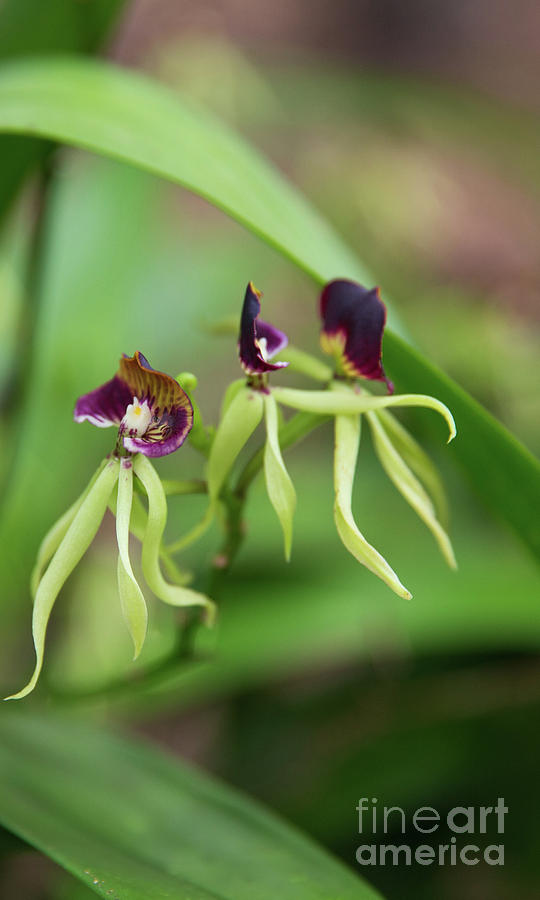 Dancing Black Orchids Photograph by Lisa Top | Fine Art America