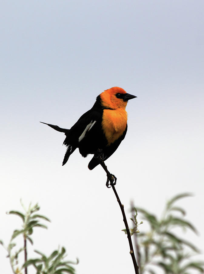 Dancing Blackbird Photograph by Shane Bechler