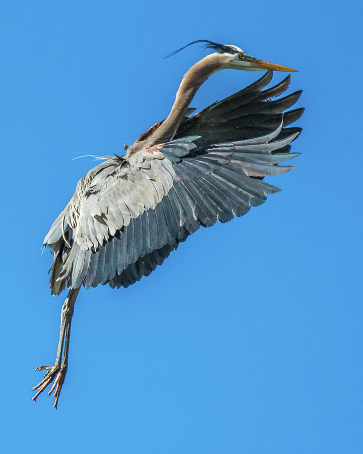 Dancing Blue Heron Photograph by William Krumpelman - Fine Art America