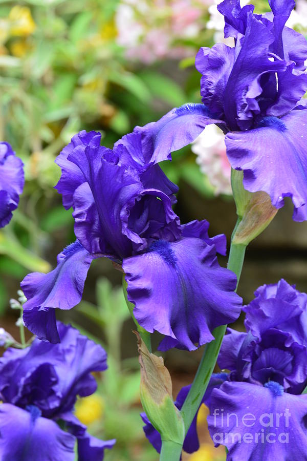 Dancing Blue Irises Photograph by Maria Urso