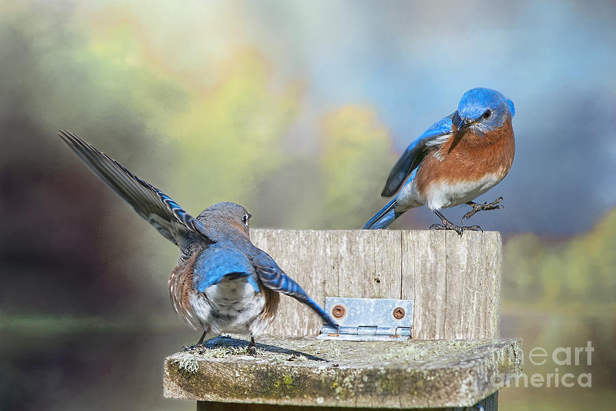 Dancing Bluebirds Photograph by Bonnie Barry