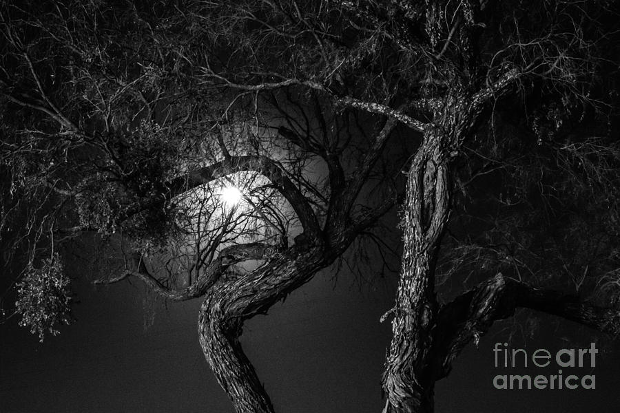 Dancing By The Light of the Moon Photograph by Toma Caul