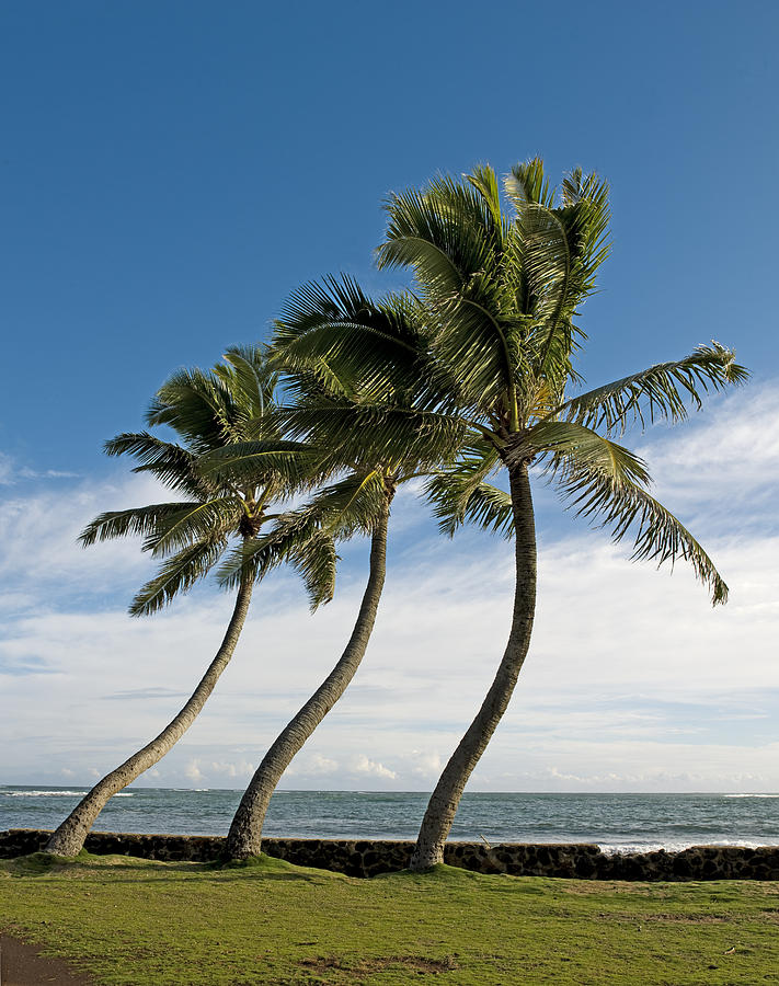 Coconut Photograph - Dancing Coconut Tree by Brendan Reals