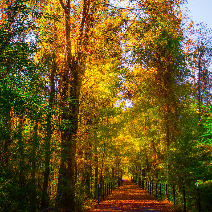 Dancing Colors on a Forest Path Photograph by Parker Cunningham
