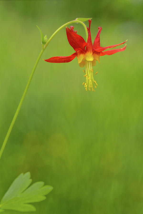 Dancing Columbine Photograph by Mary Jo Allen