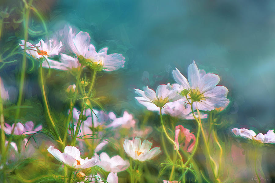 Flower Photograph - Dancing Cosmos by John Rivera