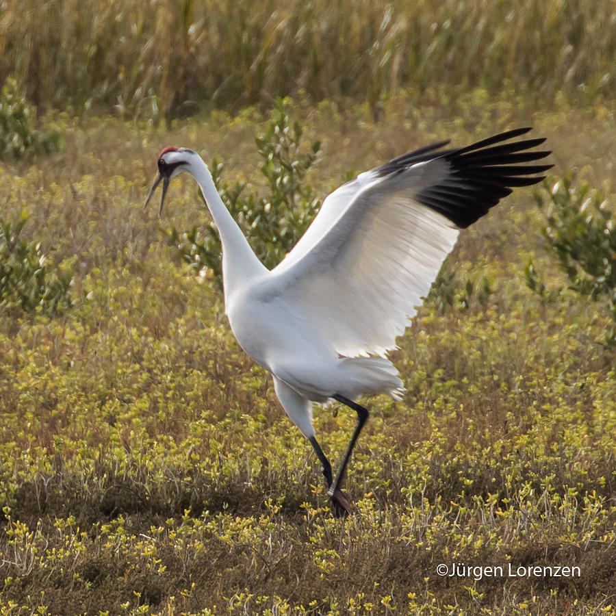 Dancing Crane Photograph by Jurgen Lorenzen | Fine Art America