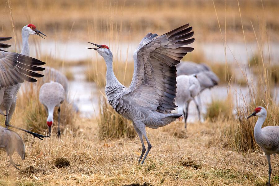 Dancing crane Photograph by Lynn Hopwood