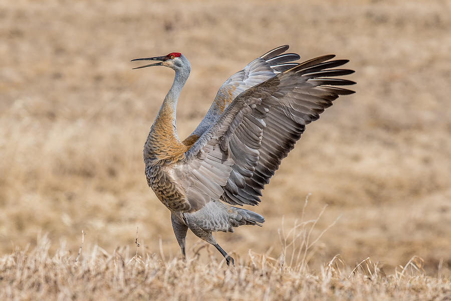 Dancing Crane Photograph by Paul Freidlund