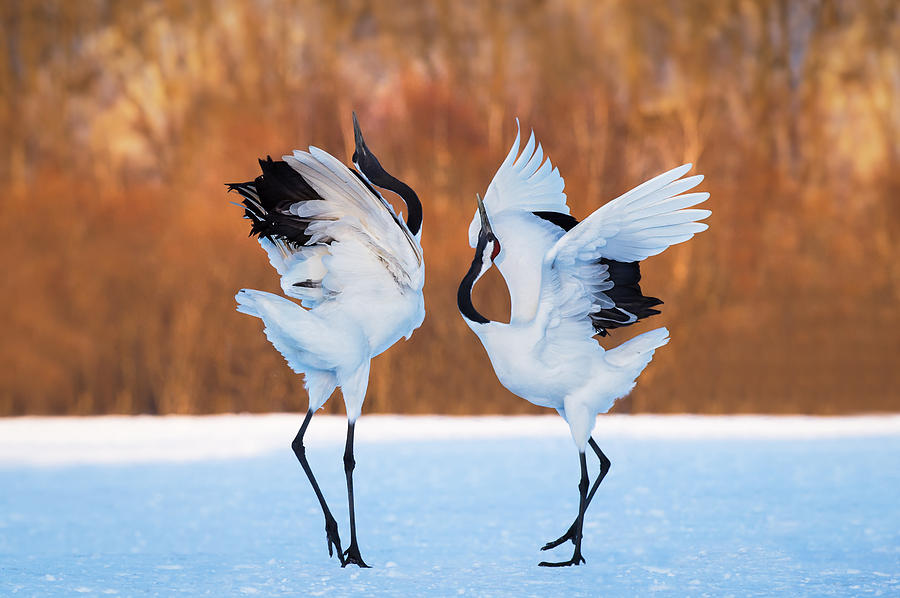 Dancing Japanese cranes Photograph by CMei Photo - Pixels