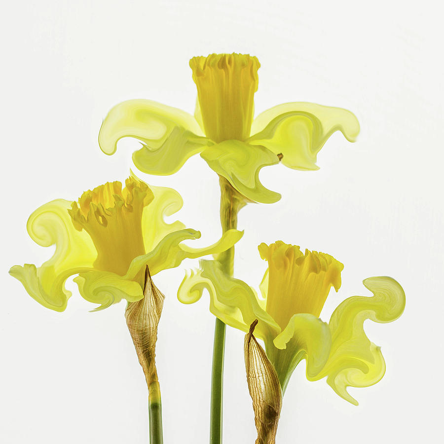 Dancing Daffodils Photograph by Cheryl Day