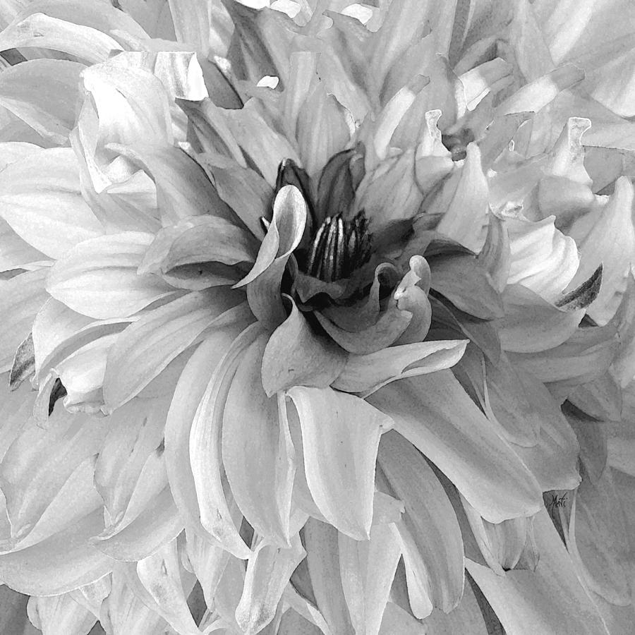 Dancing Dahlia black and white Photograph by Michele Avanti