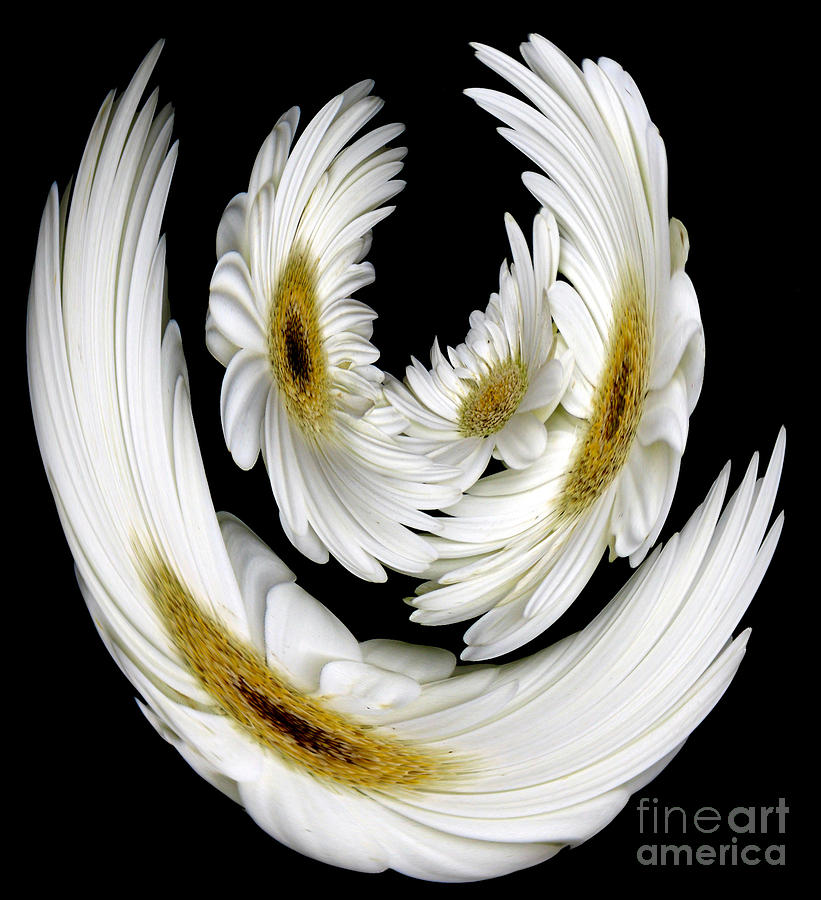Dancing Daisy Doves Abstract Photograph by Rose Santuci-Sofranko