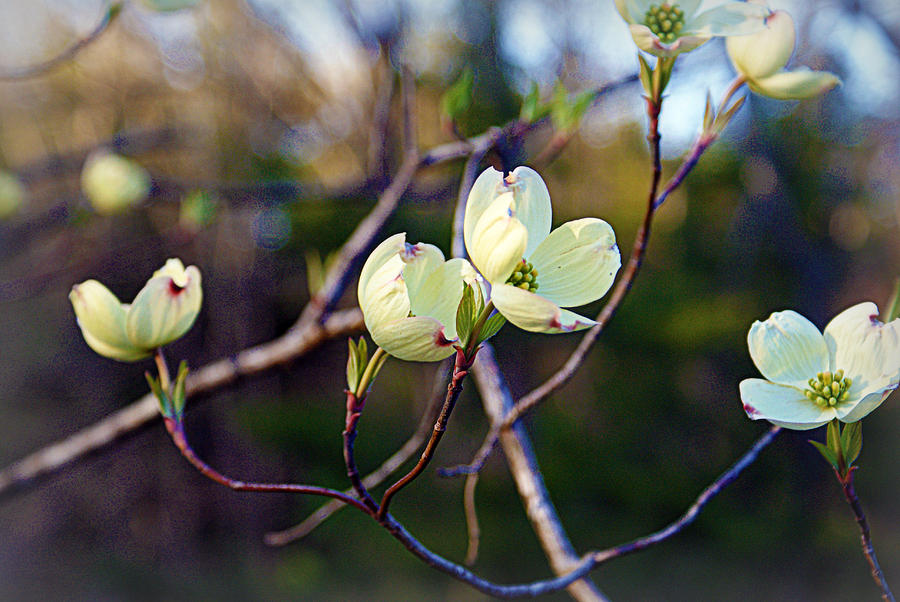 Flower Photograph - Dancing Dogwood Blooms by Cricket Hackmann