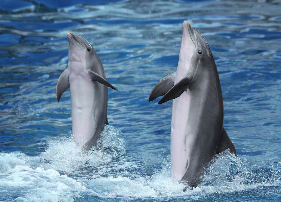 381 Dancing Dolphins Stock Photos, High-Res Pictures, and Images