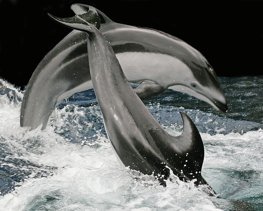 Dancing Dolphins Photograph by Larry Linton