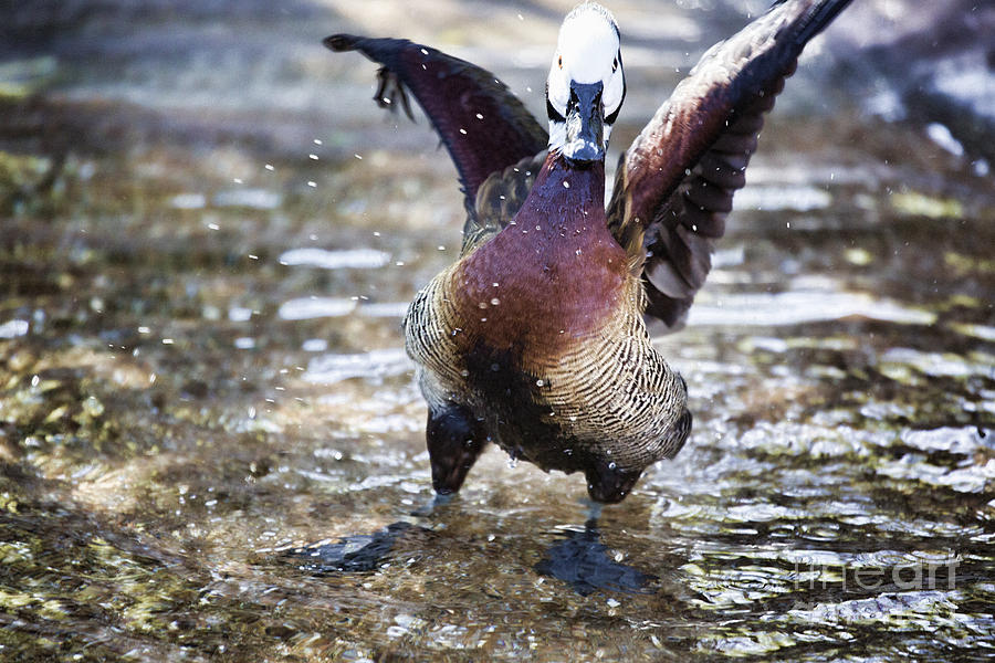 Dancing Duck Photograph by Douglas Barnard
