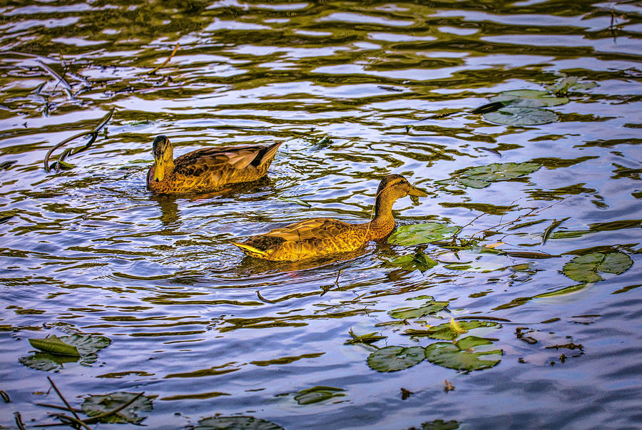 Dancing ducks #h8 Photograph by Leif Sohlman