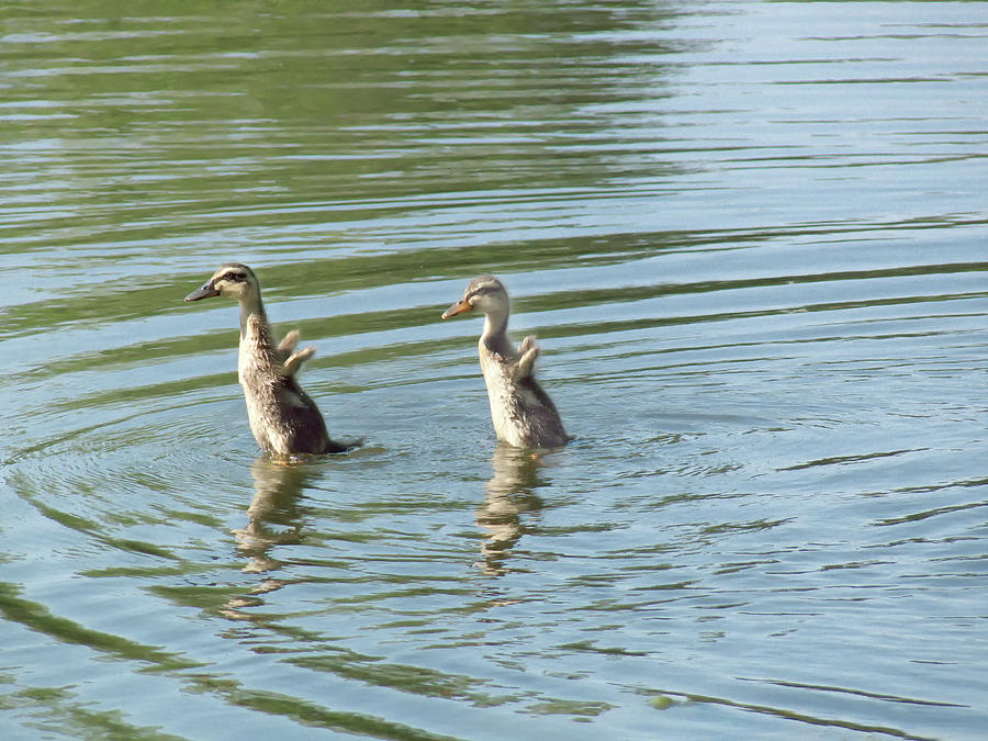 Dancing Ducks Photograph