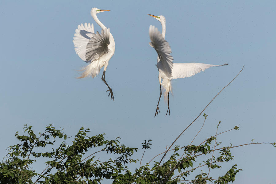 Dancing Egrets 2017-1 Photograph by Thomas Young
