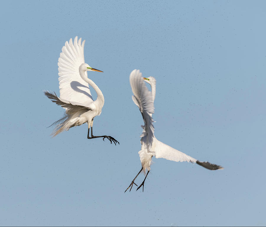 Dancing Egrets 2017-2 Photograph by Thomas Young