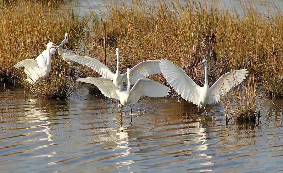 Nature Photograph - Dancing Egrets by Valia Bradshaw