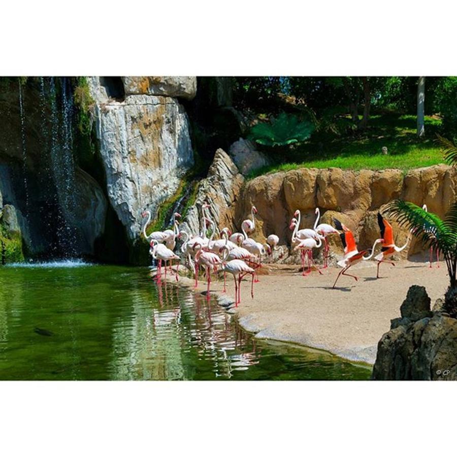 Flamingo Photograph - Dancing Flamingos - Valencia by A Tree Photo - Carlo Prisco