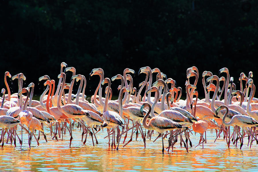 Dancing Flamingos Photograph by Renee Sullivan