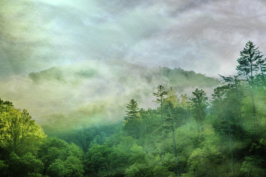 Dancing Fog in the Forest Photograph by Debra and Dave Vanderlaan