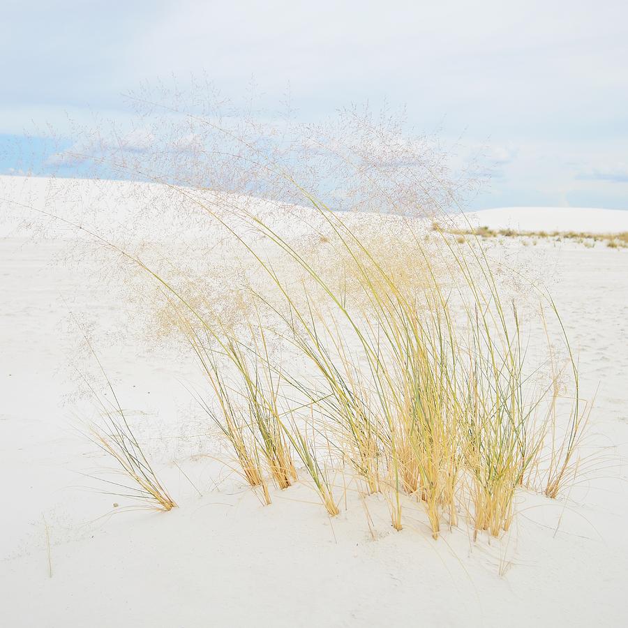 Dancing Grass - White Sands, New Mexico Photograph by KJ Swan