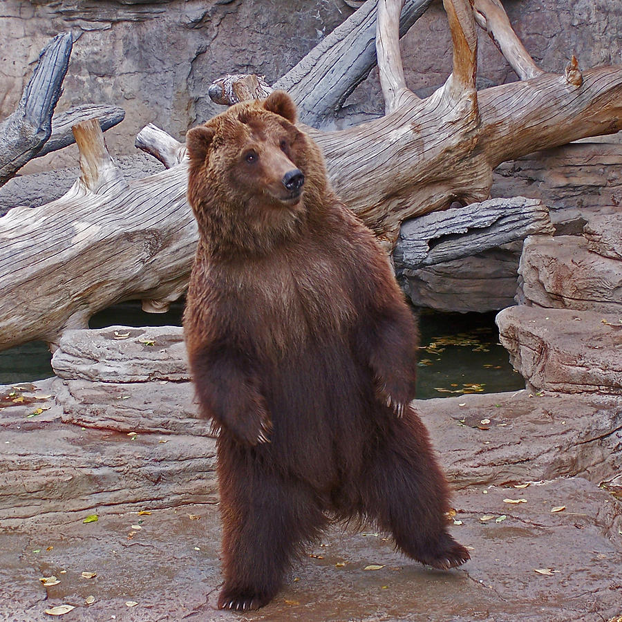Dancing Grizzly Photograph by Ernest Echols