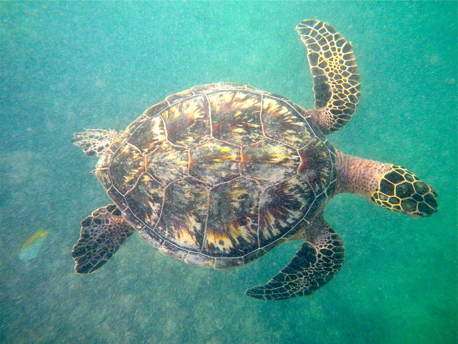 Dancing Hawaiian Sea Turtle Photograph by Erika Swartzkopf - Pixels