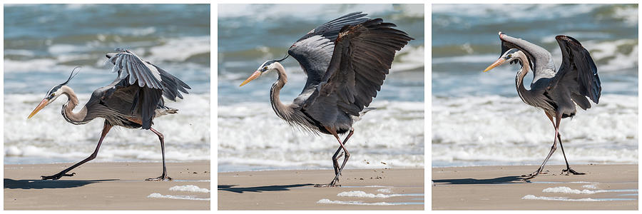 Dancing Heron Triptych Photograph by Patti Deters