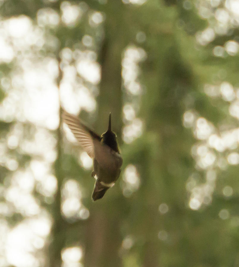 Dancing Hummingbird Photograph by Marilyn Wilson