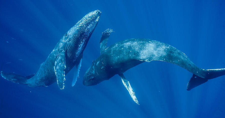 Animal Photograph - Dancing Humpback Whales by Flip Nicklin