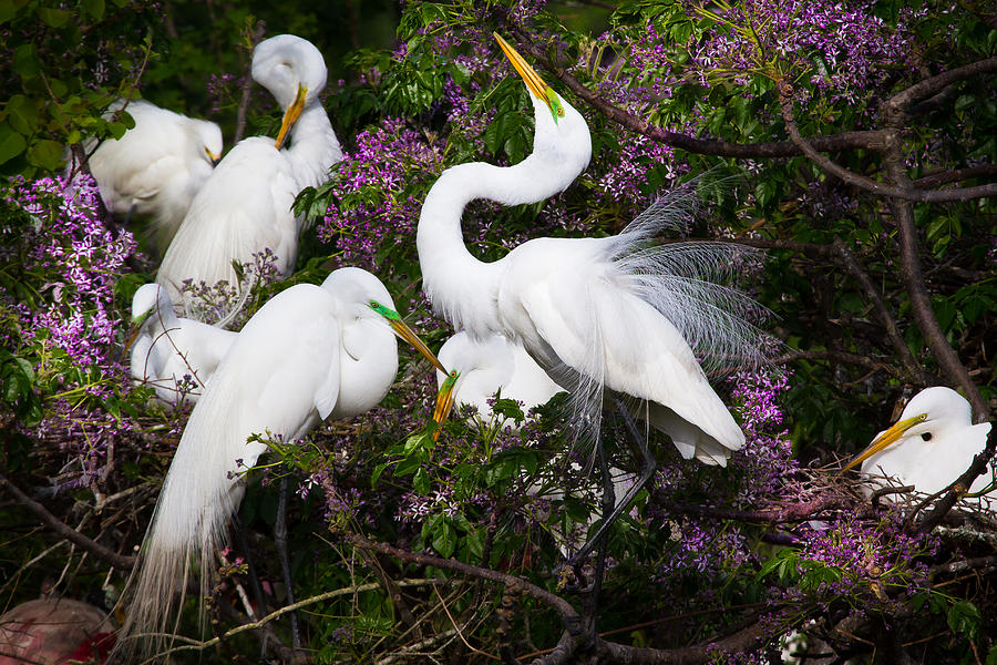 Spring Photograph - Dancing in flowers - Great Egrets - Texas by Ellie Teramoto