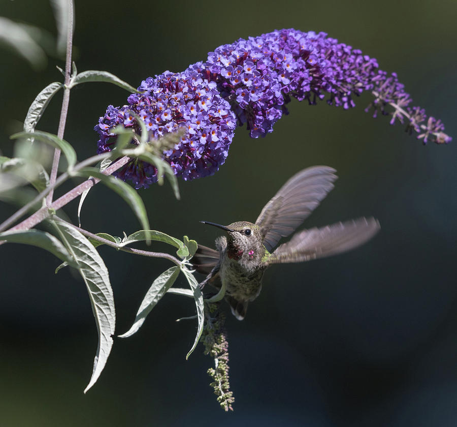 Dancing in the Butterfly Bush Photograph by Angie Vogel
