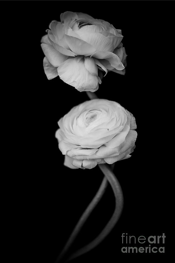 Flower Photograph - Dancing in the dark by Wei-San Ooi