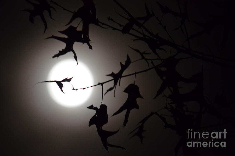 Dancing In the Moonlight Photograph by Maria Urso