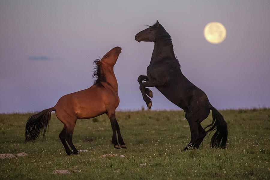 Dancing in the Moonlight Photograph by Sandy Sisti