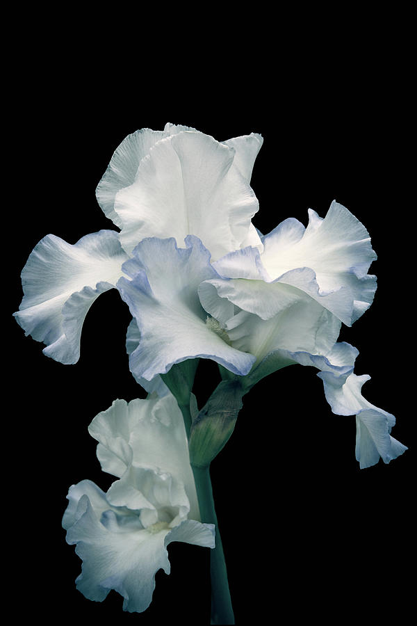 Dancing Iris Photograph by Mike Stephens
