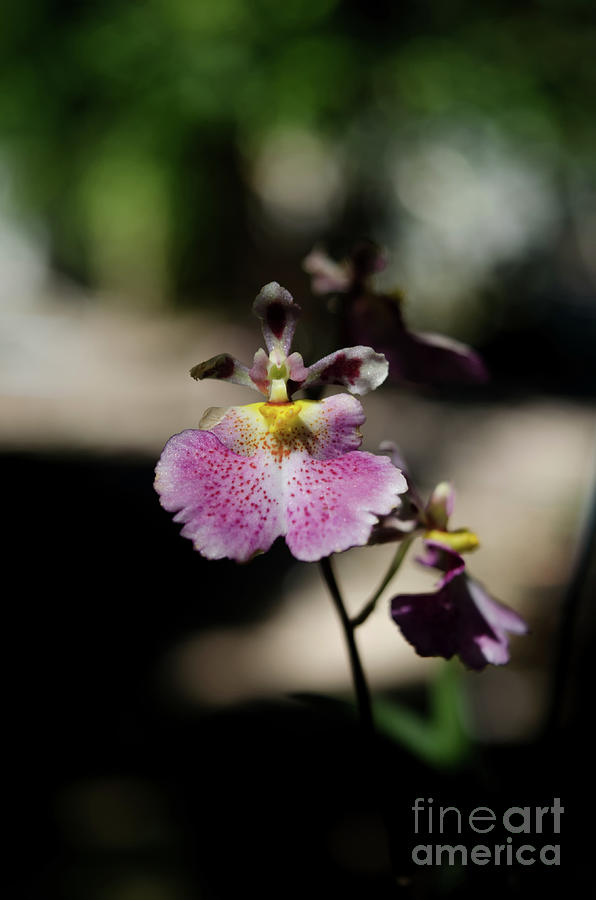 Dancing Lady Orchid Photograph by Michelle Meenawong
