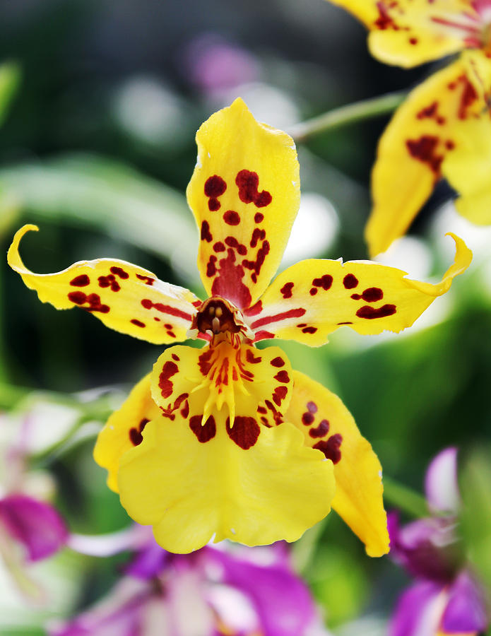 Orchid Photograph - Dancing Lady by Picture tHis Imagination